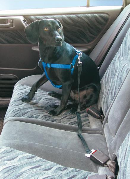 Guinzaglio di sicurezza per cani Stopdog - immagine 2